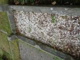 image of grave number 757620
